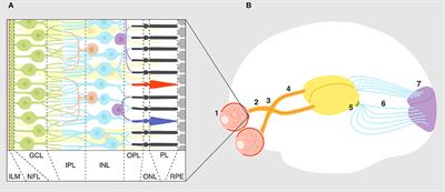 Complement-Mediated Microglial Phagocytosis and Pathological Changes in the Development and Degeneration of the Visual System